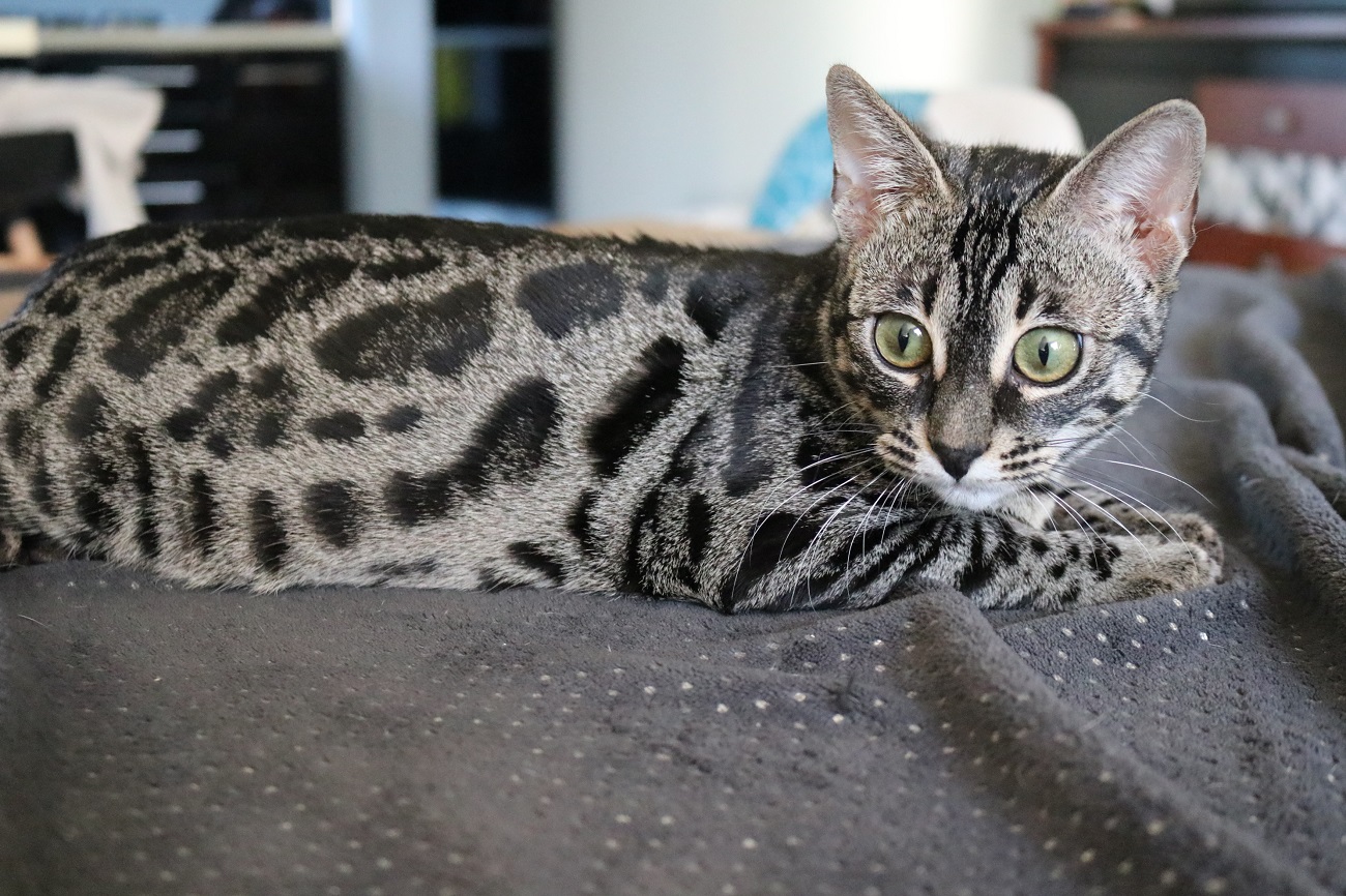 bengal early generation